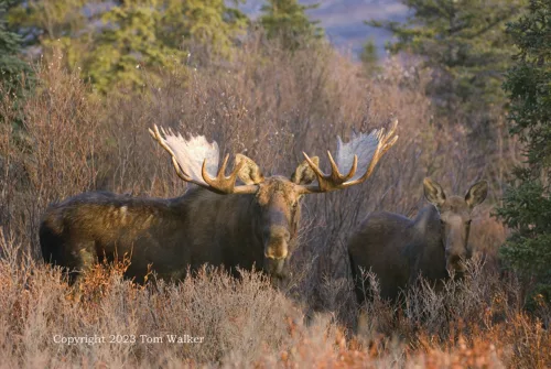 Dominant Bull Moose