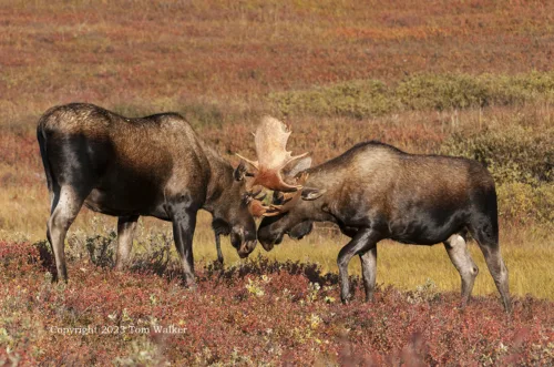 Tundra Bull Moose
