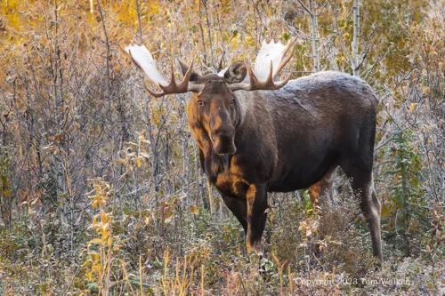 Autumn Bull Moose
