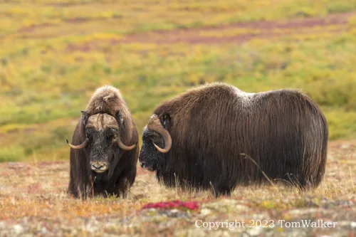 Bull Muskox Tundra