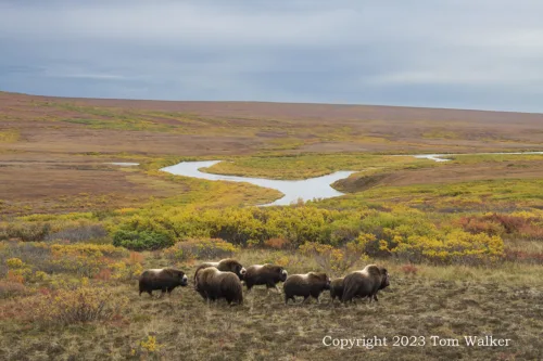 Muskox Herd Tundra