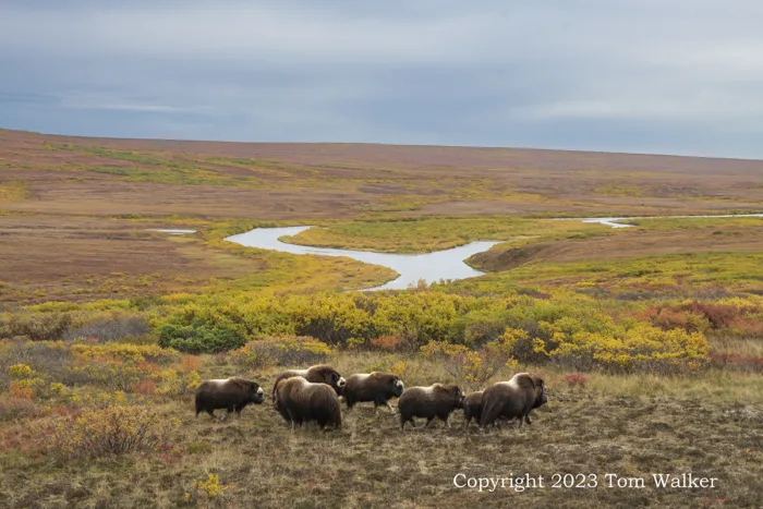 Muskox Herd Tundra