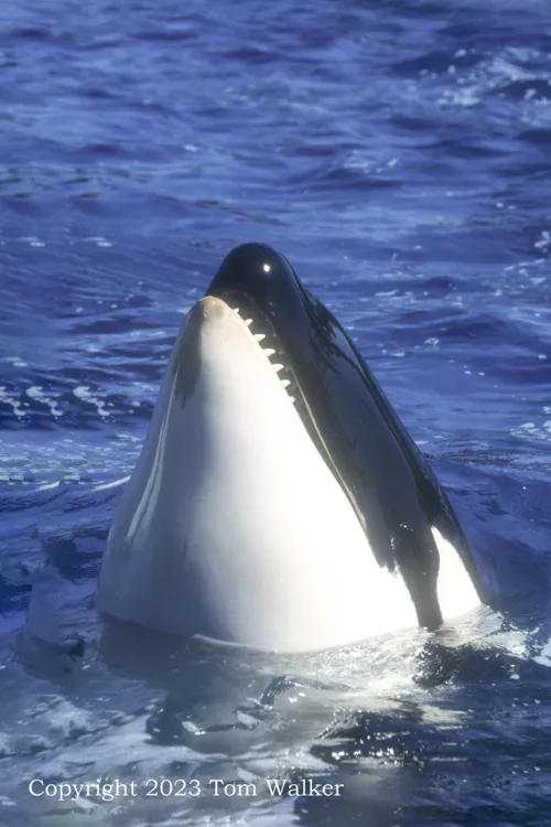 Orca whale spy hop