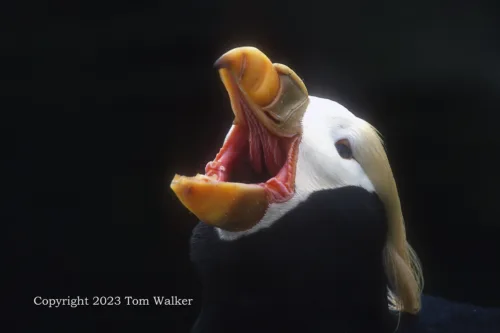 Tufted Puffin Call