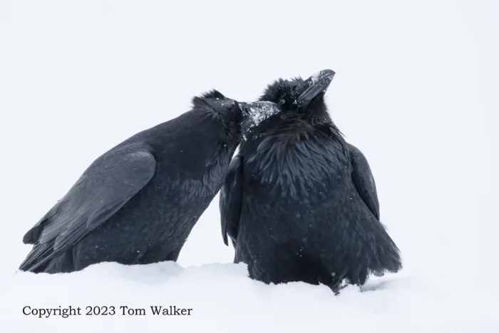Alaska Raven Pair