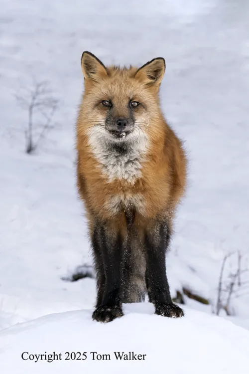 Red Fox Alaska