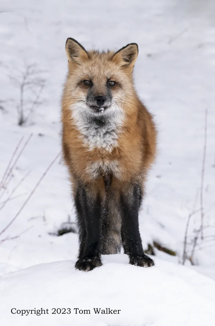 Red Fox Winter Portrait