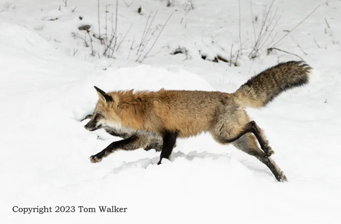 Red Fox Winter Hunt
