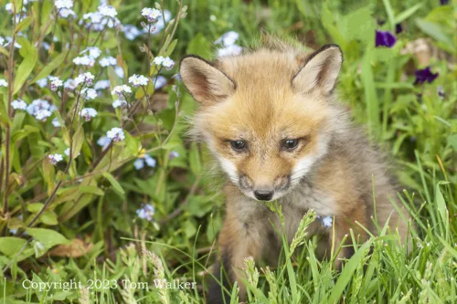Forget-me-not Fox Pup