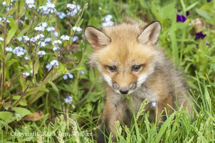Forget-me-not Fox Pup