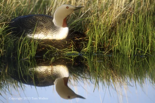 Red-Throated Loon Nesting