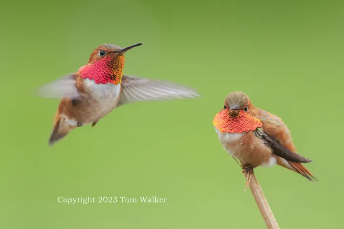 Rufous Hummingbirds