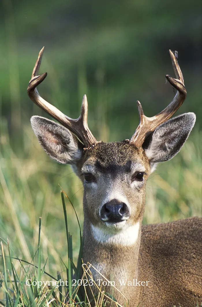 Sitka Deer Buck
