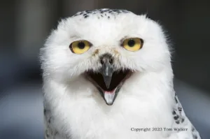 Arctic Alaska Snowy Owl #30 Arctic Alaska Snowy Owl