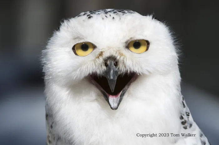 Arctic Alaska Snowy Owl
