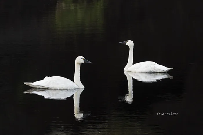 Swans in shadow