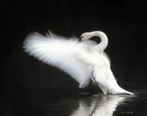 Swan Wings