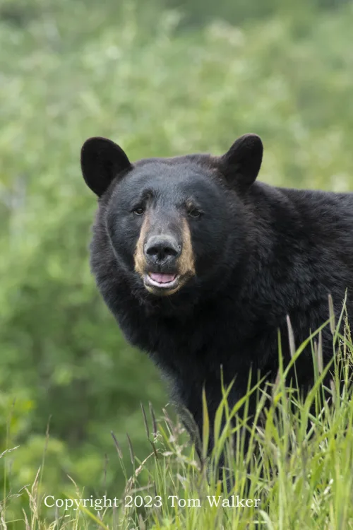 Black Bear Central Alaska
