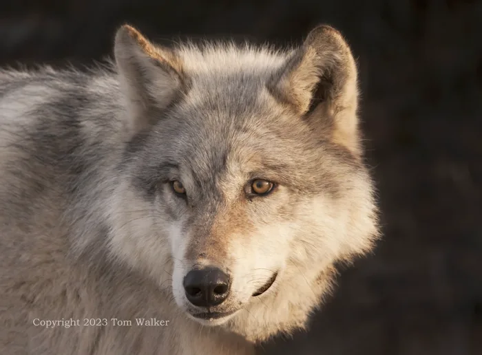 Alaska Denali Female Wolf