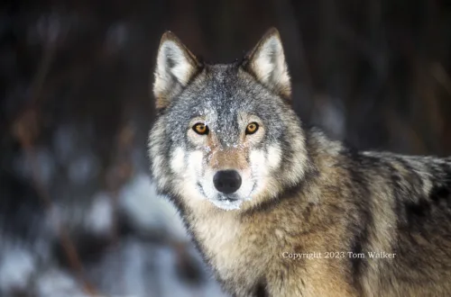 Alaska Wolf Portrait