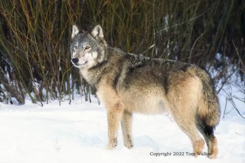 Alaska Winter Wolf