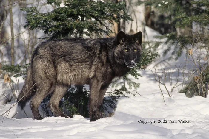 Alaska Winter Black Wolf