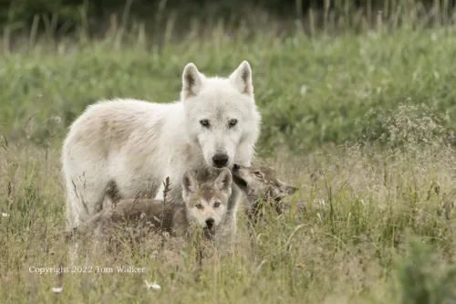 Alaska Wolf Female with Pups