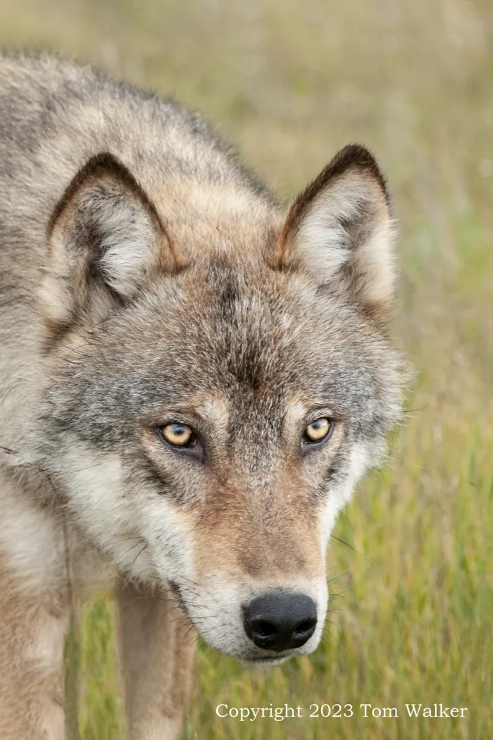 Wolf Male Portrait