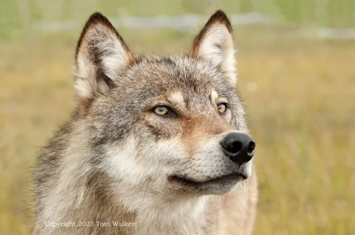 Alaska Wolf Alpha Male