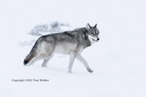 Alaska Wolf Winter Wanderer