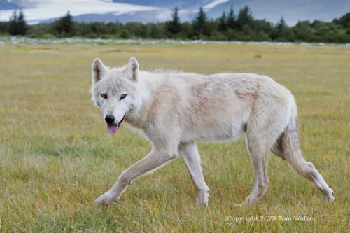 Alaska Wolf Katmai Female