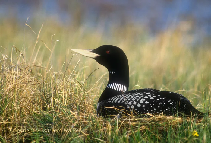 Yellow-billed loon,