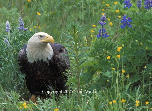 Bald Eagle Wildflowers