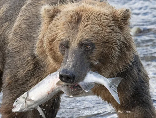 Brown bear Salmon