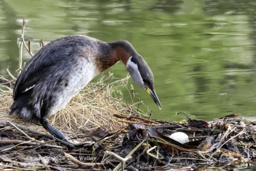 Grebe and Nest