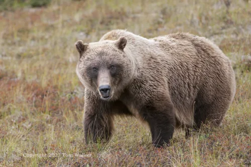 Grizzly Bear Denali