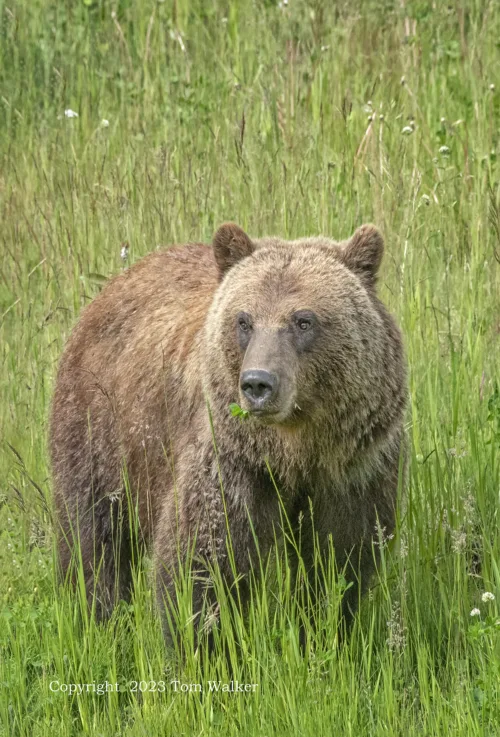 Yukon Grizzly Bear