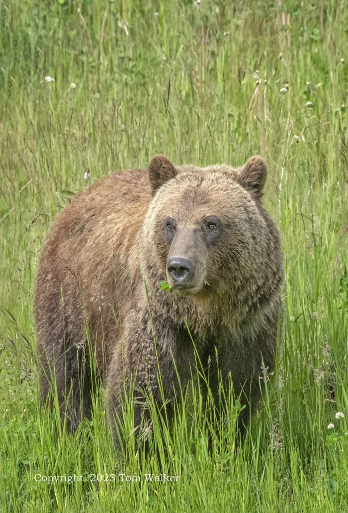 Yukon Territory Grizzly Bear | Photo | Tom Walker Photographer