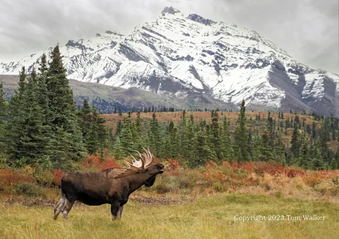 Autumn Bull Moose