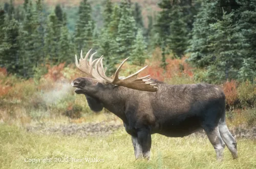 Bull Moose Rut