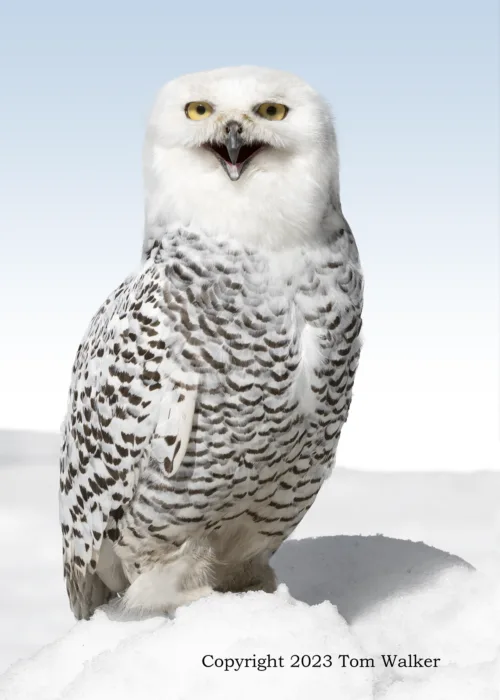 Snowy Owl Spring
