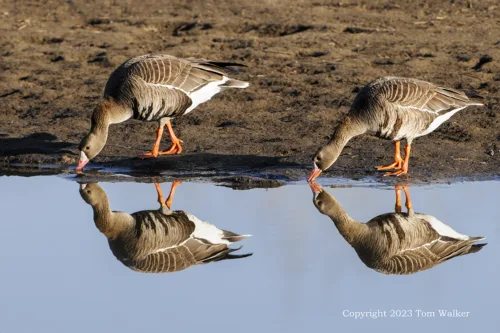 White-Front geese