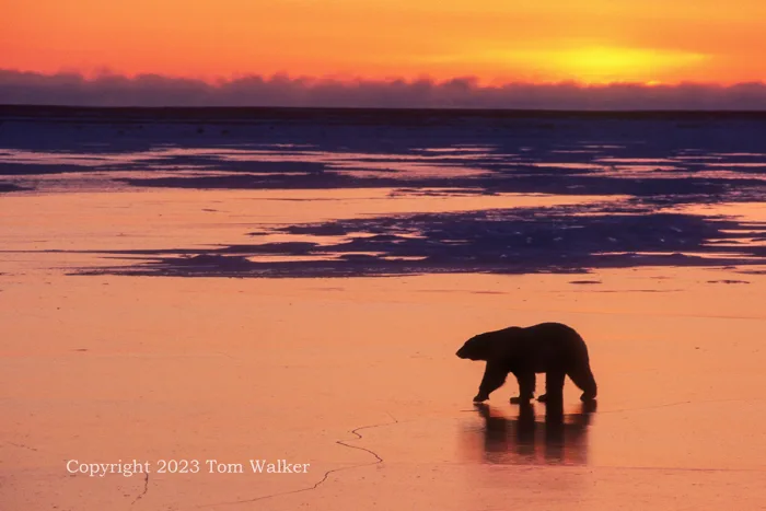 Polar bear sunset