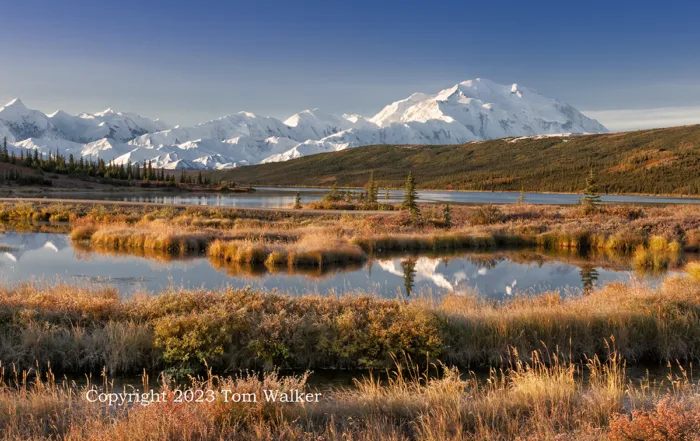 Denali Autumn Dawn