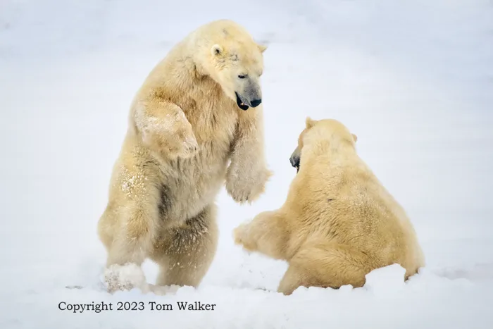 Polar Bear Dominance
