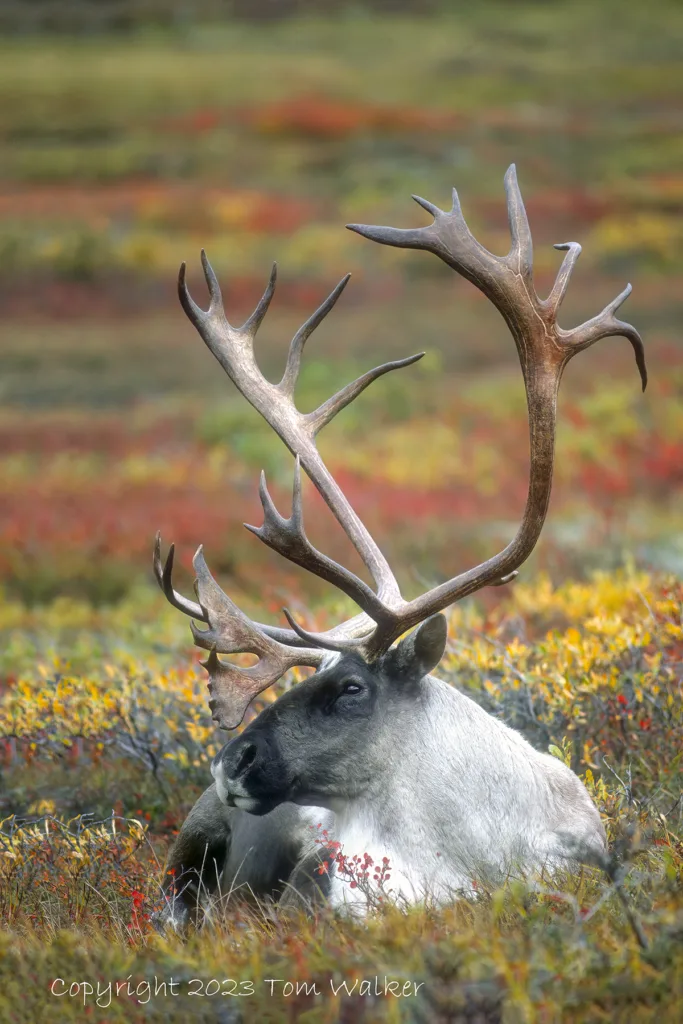 Caribou Bull Tundra Alaska #3557 | Photo | Tom Walker Photographer