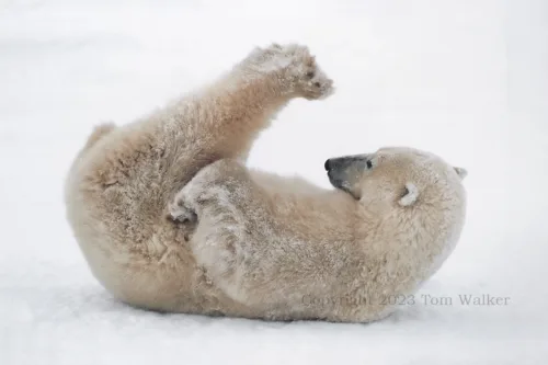 Polar Bear Stretch