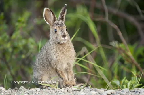 Snowshoe Hare Leveret