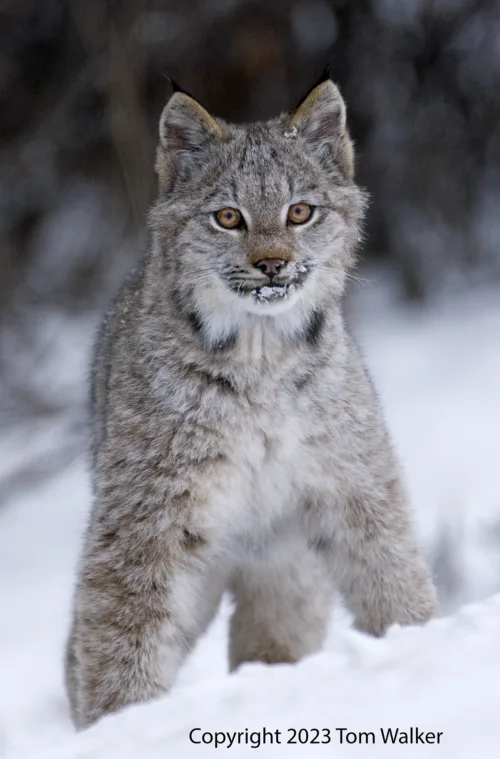 Lynx Young