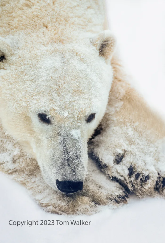 Polar Bear Resting